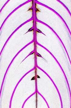 F 066D